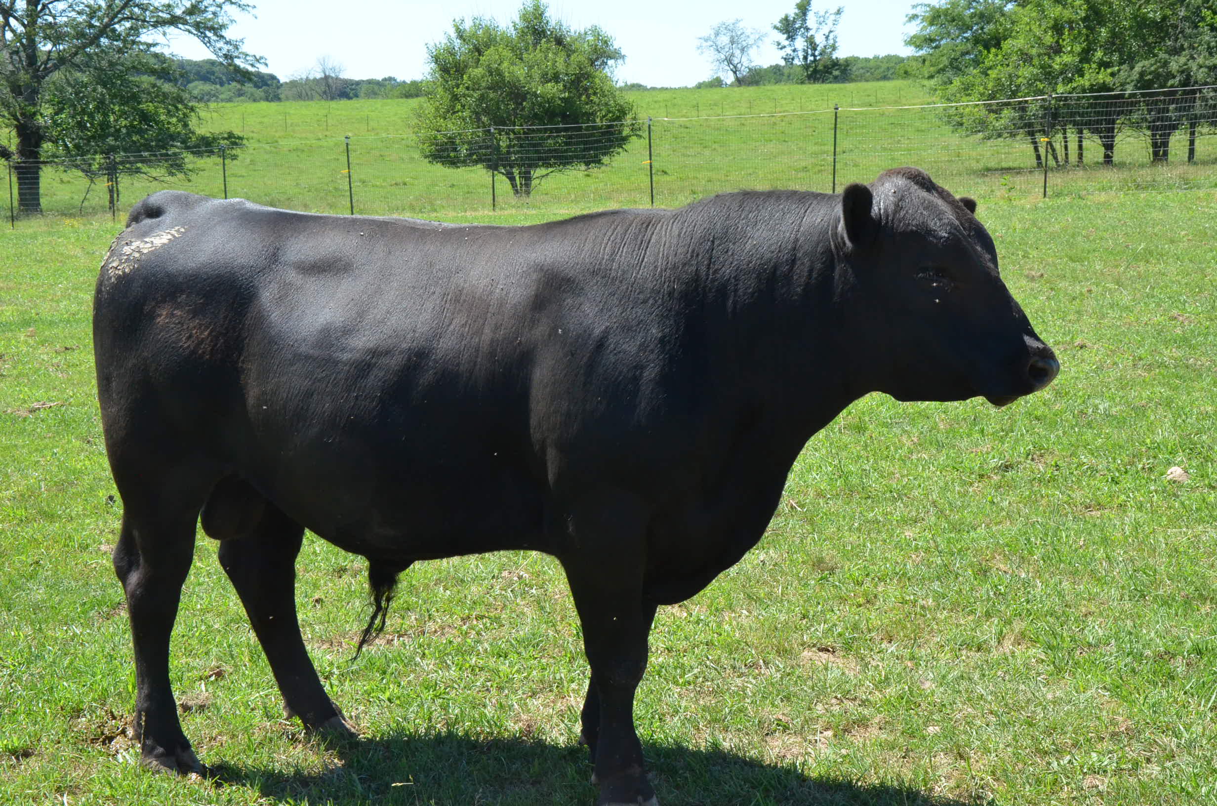 Rice Sure fire K631 – RICE ANGUS RANCH