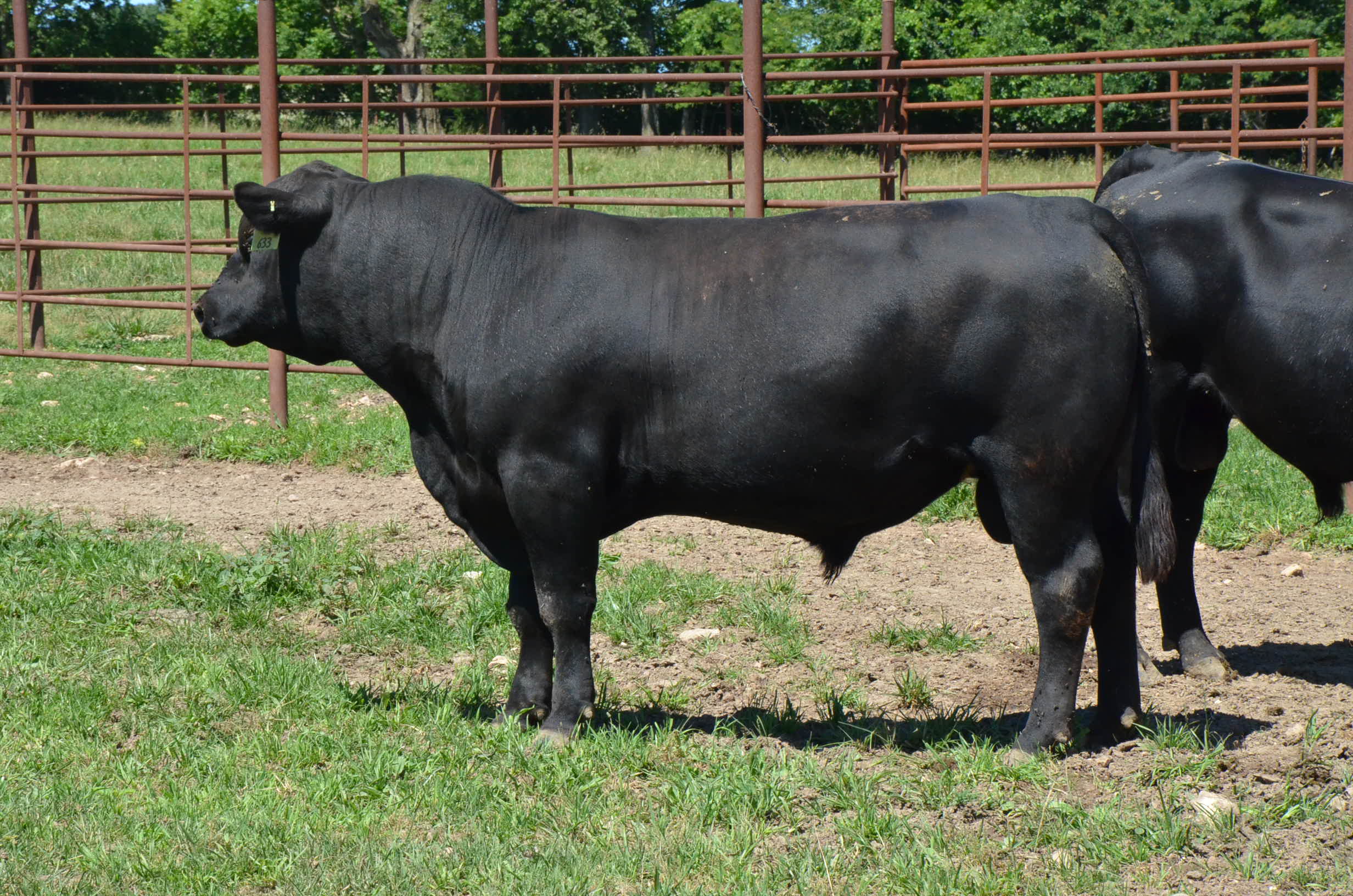 Rice Sure Fire K633 – RICE ANGUS RANCH