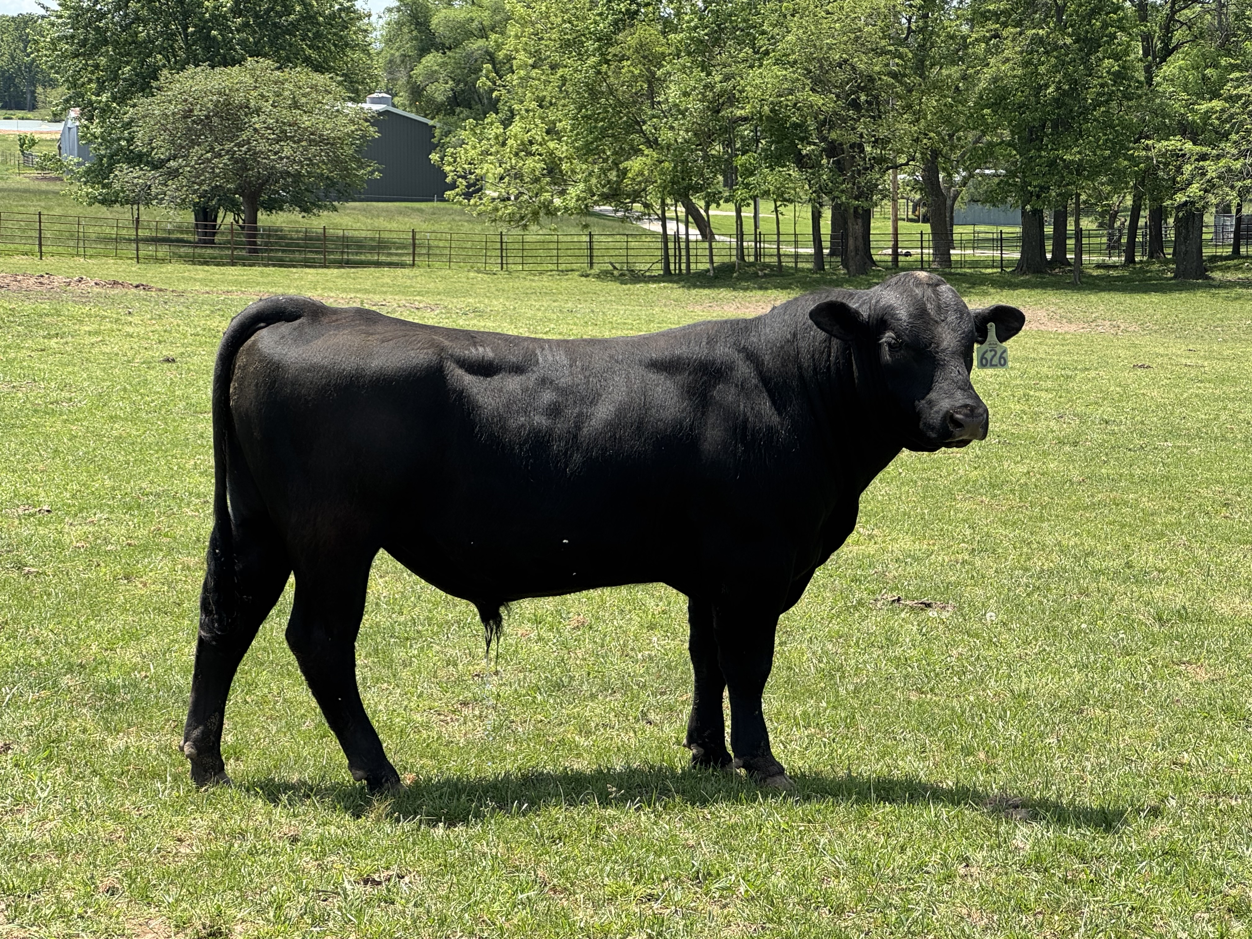 Rice Cowboy Up M626 – RICE ANGUS RANCH