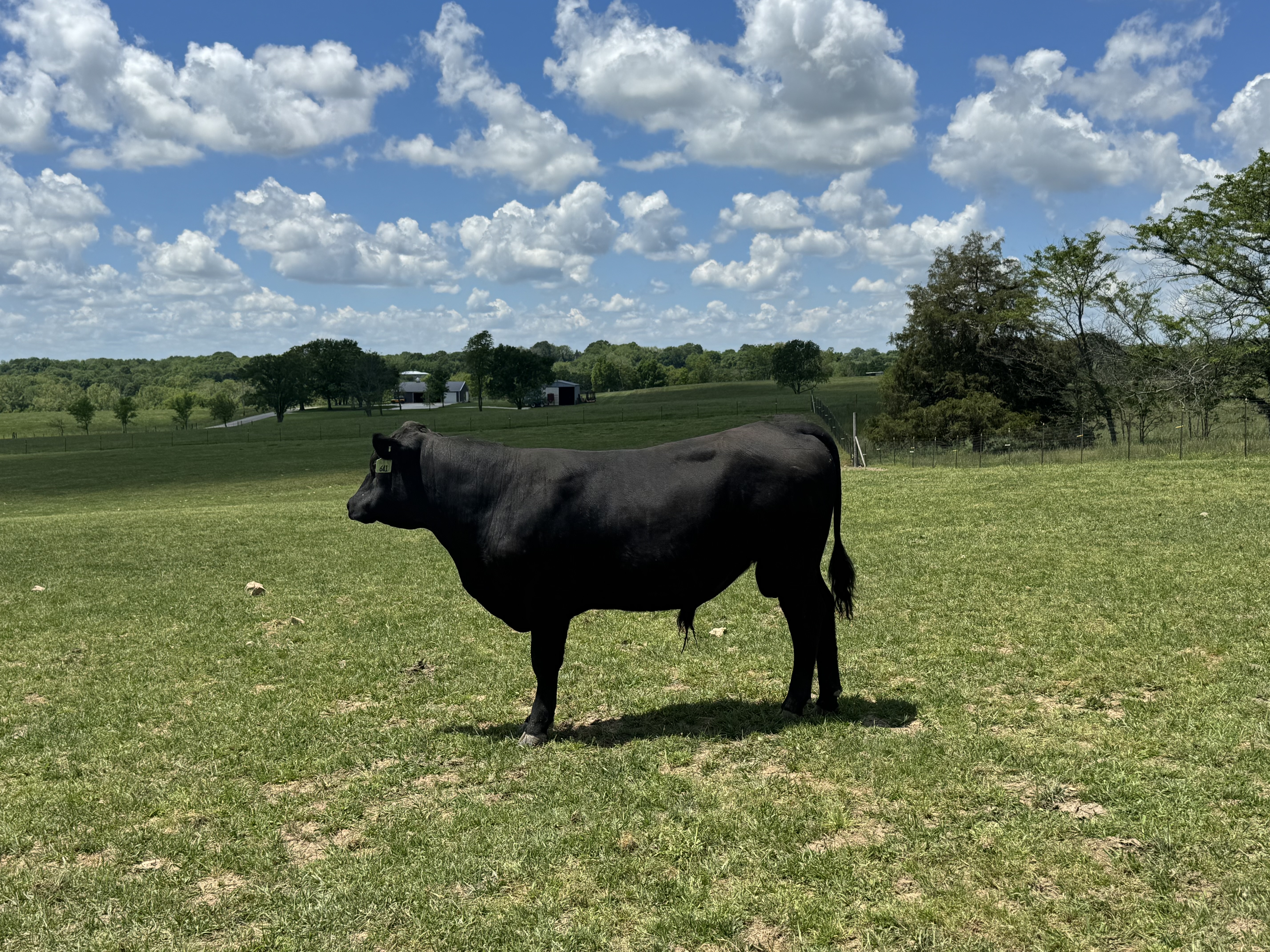 Rice Ranch Rice Sure Fire L641 – RICE ANGUS RANCH