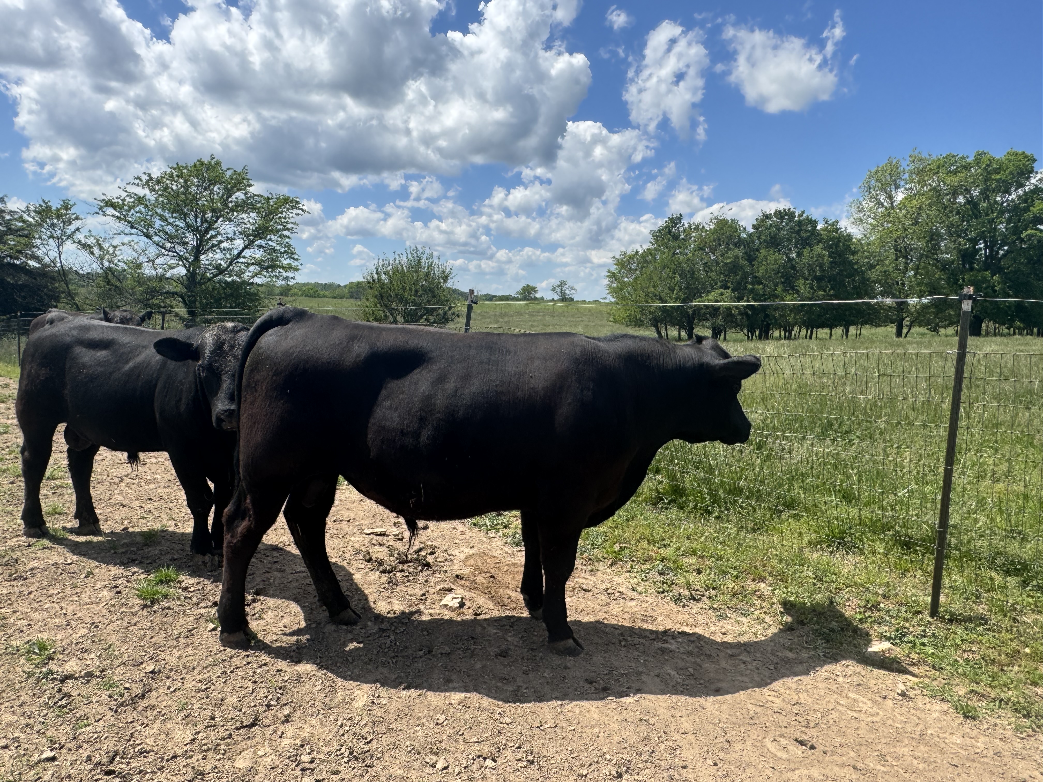 Rice Blueprint M605 – RICE ANGUS RANCH