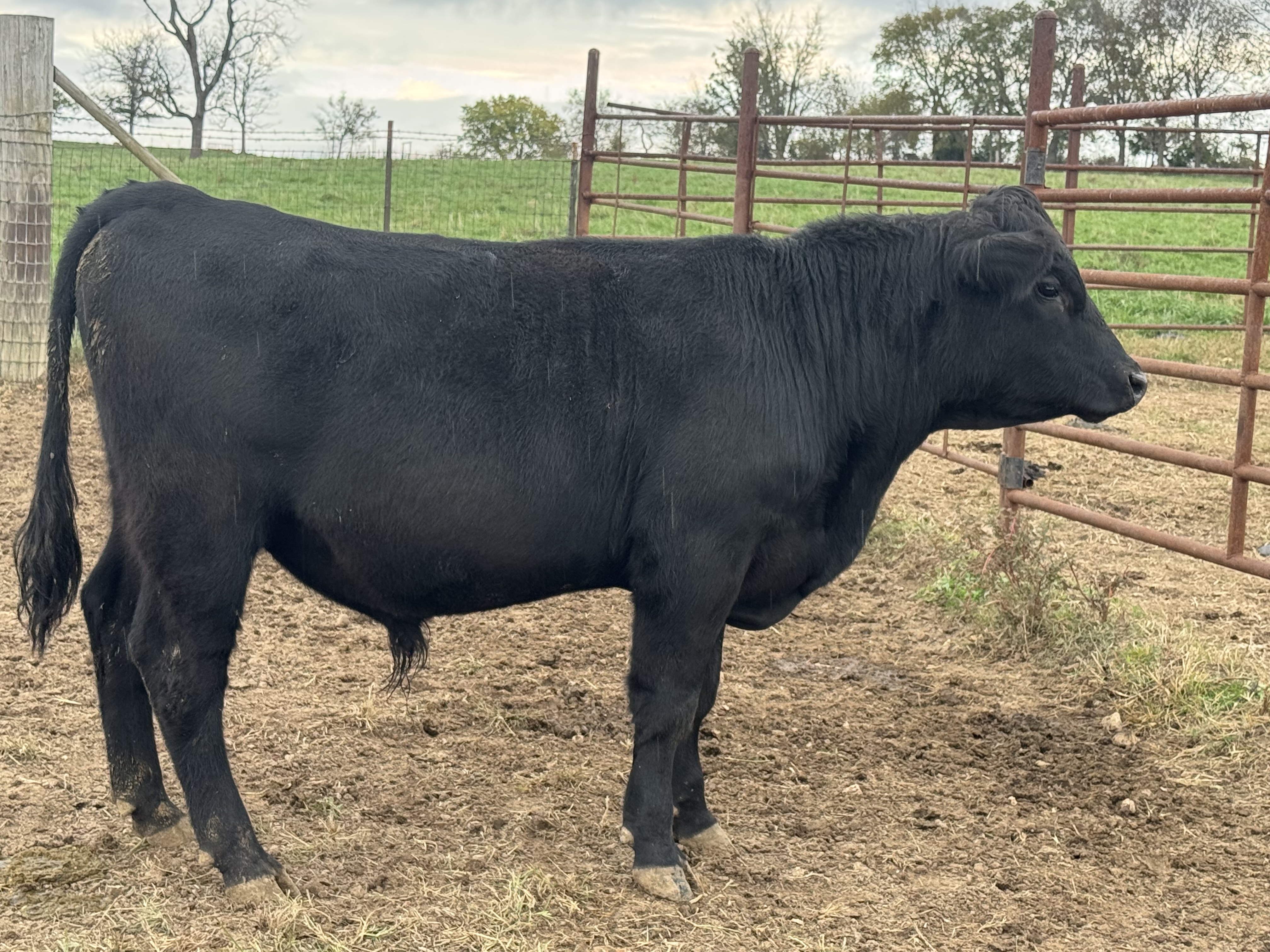 Rice Blueprint M784 – RICE ANGUS RANCH
